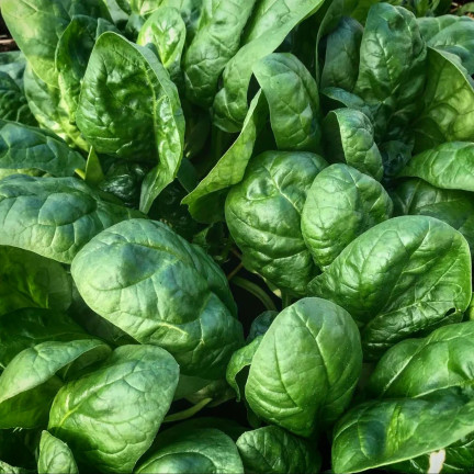 W0326 SZPINAK OLBRZYM ZIMOWY 10G NASIONA SZPINAKU OLBRZYMIEGO