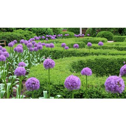 CEB22 CZOSNEK GIGANT OZDOBNY CEBULKI CZOSNKU CEBULKA KWIATÓW ALLIUM GLADIATOR 1szt. 20/+