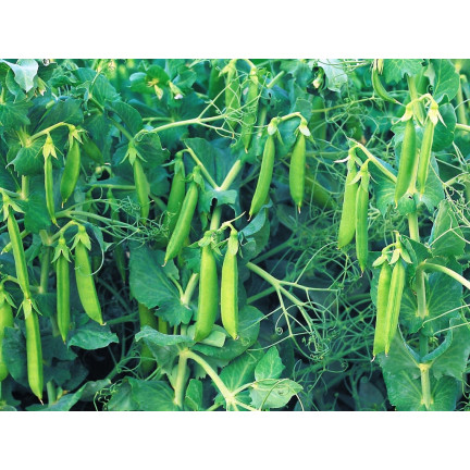 W1062 GROSZEK CUKROWY GROCH AMBROSIA WCZESNY NASIONA GROCHU GROSZKU PLENNY 50G