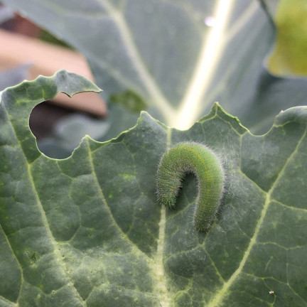 SUM30 KARATE GOLD 20ML