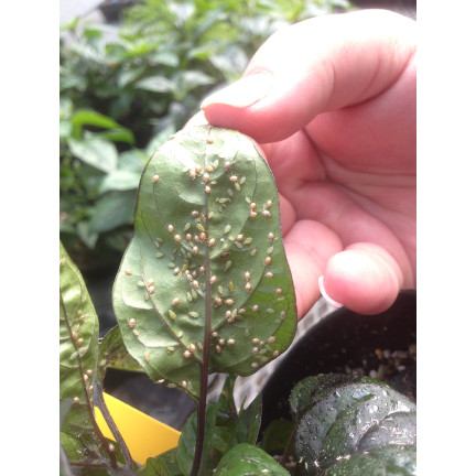 SUM30 KARATE GOLD 20ML