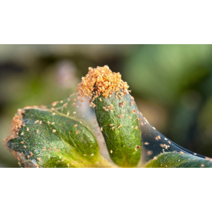 SUM45 ŚRODEK ORTUS 05 SC 15ML NA PRZĘDZIORKA