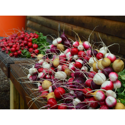 T8024 RZODKIEWKA NASIONA MIX ODMIAN TAŚMA NASIENNA 6M MIESZANKA KOLOROWA