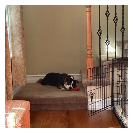 TG56080 GRYZAK KOŚĆ GUMOWA DLA PSA PSÓW ZABAWKA APORTOWA PISZCZĄCA PISZCZAŁKA