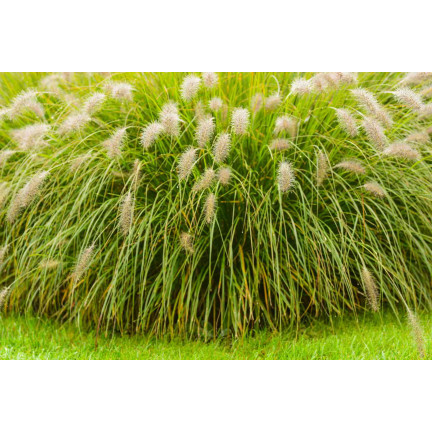 SUM27 NAWÓZ DO TRAW OZDOBNYCH SUMIN 1KG