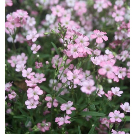 R4591 GIPSÓWKA WYTWORNA RÓŻOWA 1G NASIONA KWIATÓW JEDNOROCZNA