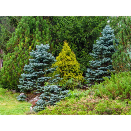 SUM66 SUMIN NAWÓZ DO IGLAKÓW 5KG JESIENNY WIADRO OPTYMALNY SKŁAD