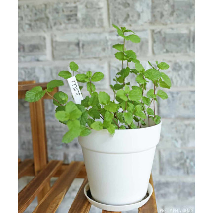 TG60608 ETYKIETY TABLICZKI DO OPISYWANIA ROŚLIN NASION SADZONEK ZNACZNIKI 10SZT/KPL