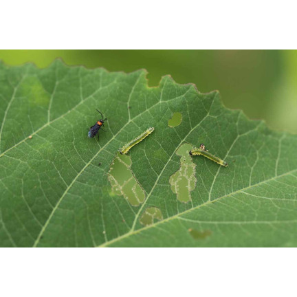 SUM30 KARATE GOLD 20ML