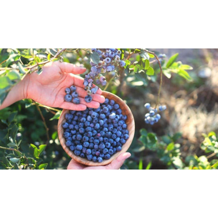 SUM12 SUMIN NAWÓZ DO BORÓWEK 1KG OPTYMALNY SKŁAD