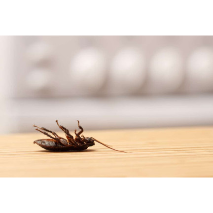 TG64391 TRUTKA PROSZEK NA KARALUCHY PRUSAKI DO ZWALCZANIA OWADÓW PEŁZAJĄCYCH