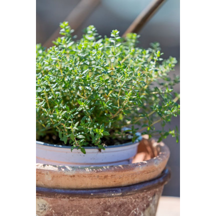 Z3035 TYMIANEK WŁAŚCIWY NASIONA ZIÓŁ ZIOŁA PRZYPRAWY AROMATYCZNY 0,3G