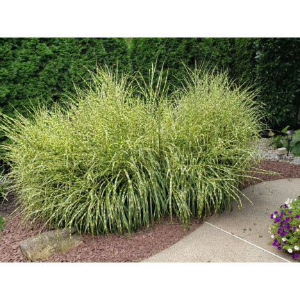 SUM27 NAWÓZ DO TRAW OZDOBNYCH SUMIN 1KG