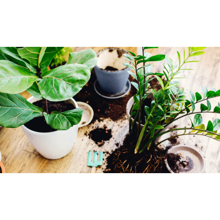 BIO15 ZIEMIA UNIWERSALNA BIO EKOLOGICZNA DO KWIATÓW ROŚLIN 10L Z NAWOZEM