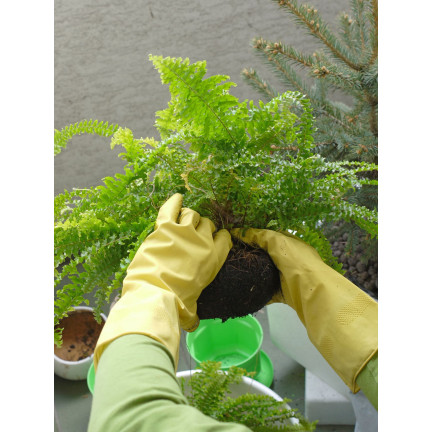 Ziemia do paproci, podłoże do roślin wzbogacone nawozem, optymalny skład, dobry przepływ powietrza, Biovita 5l