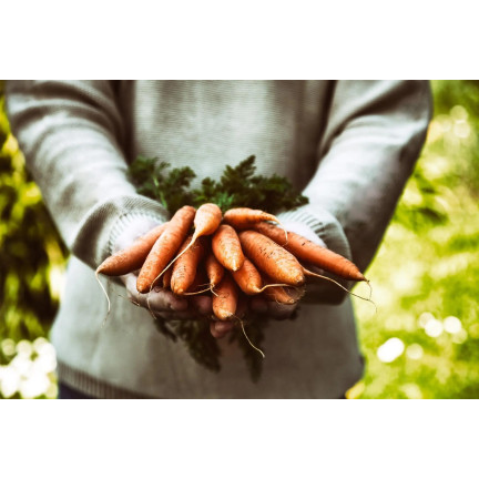 W1109 MARCHEW NASIONA MARCHWI PIERWSZY ZBIÓR B. WCZESNA MARCHEWKI SOCZYSTA NA SOK