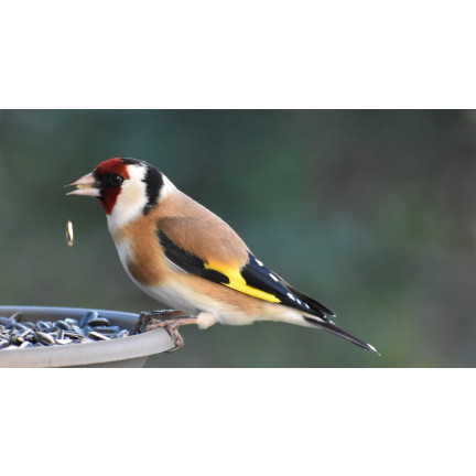 TUR5 CZARNY SŁONECZNIK ZIARNO POKARM KARMA MIESZANKA DLA PTAKÓW NA ZIMĘ 1KG