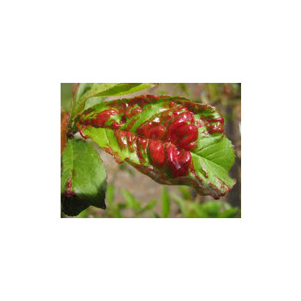 SUM21 SYLLIT 65 WP 45G ŚRODEK GRZYBOBÓJCZY SUMIN