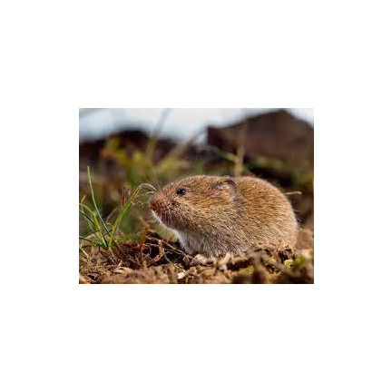 SUM42 NATUR BLOKER 1KG SUMIN