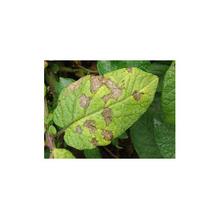 SUM37 HELP PLANT BOR 20ML