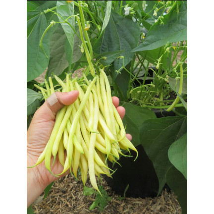 W1047 FASOLA SZPARAGOWA KARŁOWA ŻÓŁTA BERGGOLD B. WCZESNA NASIONA FASOLI FASOLKI 50G