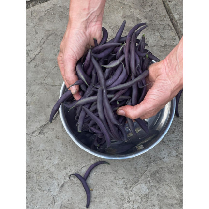 W6991 FASOLA SZPARAGOWA KARŁOWATA PURPLE TEEPEE NASIONA WARZYW FASOLI 30G