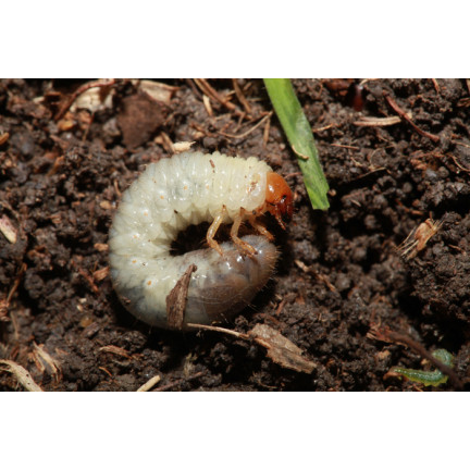 SUM42 NATUR BLOKER 1KG SUMIN