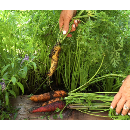 W1109 MARCHEW NASIONA MARCHWI PIERWSZY ZBIÓR B. WCZESNA MARCHEWKI SOCZYSTA NA SOK