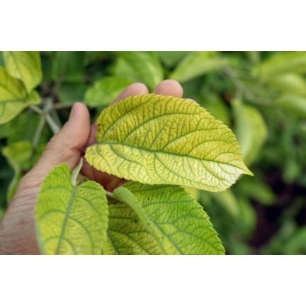 SUM40 HELP PLANT ŻELAZO (FE) 20ML