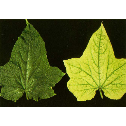 SUM40 HELP PLANT ŻELAZO (FE) 20ML