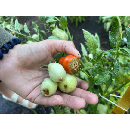 SUM38 HELP PLANT WAPŃ (CA) 20ML