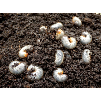 SUM34 KLOZER & CARBOGEN L 2x20ml OWADOBÓJCZY OPUCHLAK PĘDRAKI DRUTOWCE