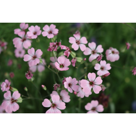 R4591 GIPSÓWKA WYTWORNA RÓŻOWA 1G NASIONA KWIATÓW JEDNOROCZNA