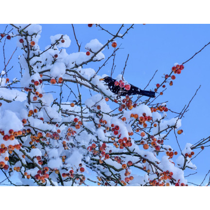 KUBECZEK DLA PTAKÓW Z KARMĄ TURDUS 400G WYSOKOENERGETYCZNY POKARM NA ZIMĘ