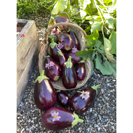 W1003 BAKŁAŻAN NASIONA OBERŻYNA BLACK BEAUTY FIOLETOWA GRUSZKA MIŁOŚCI 1G