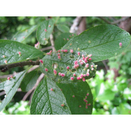 SUM34 KLOZER & CARBOGEN L 2x20ml OWADOBÓJCZY OPUCHLAK PĘDRAKI DRUTOWCE