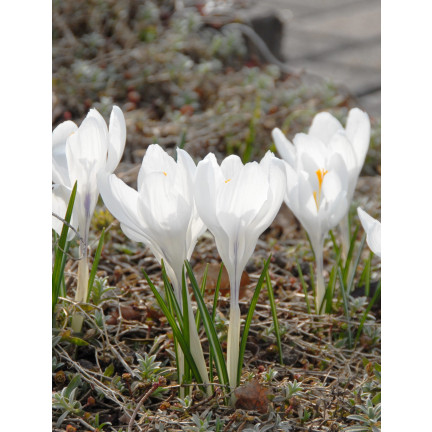 CEB11 KROKUS CEBULKI KROKUSÓW KROKUSY biały JEANNE D