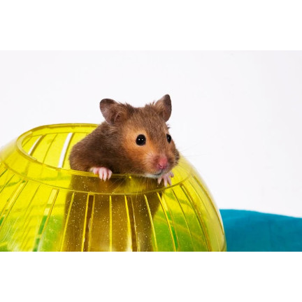 TG64360 KULA DLA CHOMIKA GRYZONI DO BIEGANIA ZABAWKA