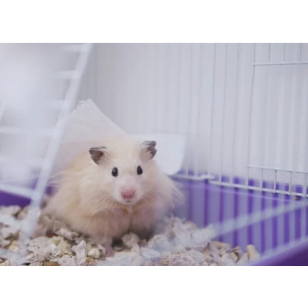 TG64359 KUWETA NAROŻNA DO KLATKI DLA KRÓLIKA ŚWINKI DUŻA