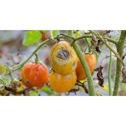 SUM53 LECITHIN EMULGATOR OPRYSK NA CHOROBY GRZYBOWE ROŚLIN DRZEW KRZEWÓW OWOCOWYCH