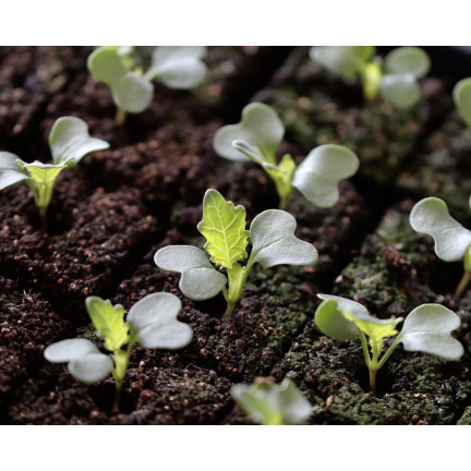 BIO5 ZIEMIA DO WYSIEWU NASION GOTOWA PIKOWANIA ROZSADY Z WŁÓKNEM KOKOSOWYM 5L