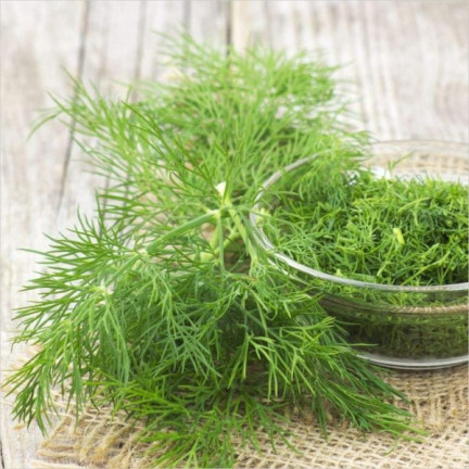 W1093 KOPER NASIONA KOPRU OGRODOWY KREZUS WCZESNY DO KISZENIA 5G