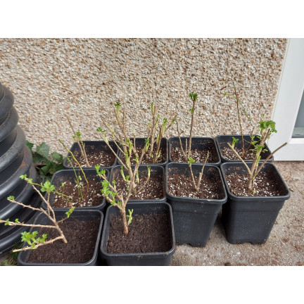 TG67331 DONICZKI PRODUKCYJNE P11 DO PIKOWANIA ROZSAD UPRAW WYSIEWU SADZONKI 5SZT