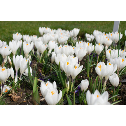 CEB11 KROKUS CEBULKI KROKUSÓW KROKUSY biały JEANNE D