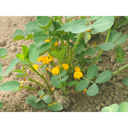 W6137 ORZECH ZIEMNY 5SZT.