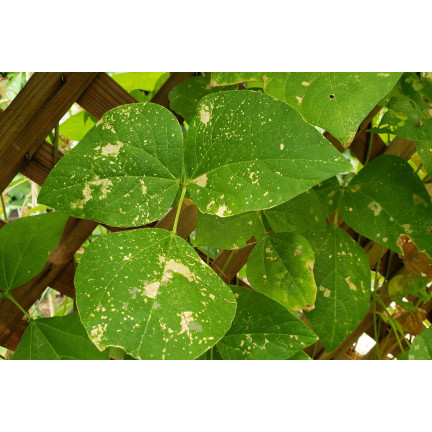 SUM30 KARATE GOLD 20ML