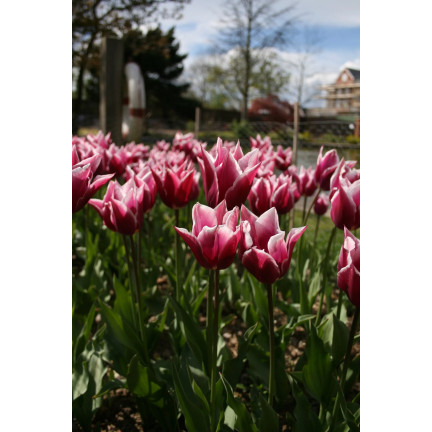 CEB2 TULIPAN CEBULKI TULIPANÓW CEBULKA KWIATÓW fioletowa LILIOKSZTAŁTNA 