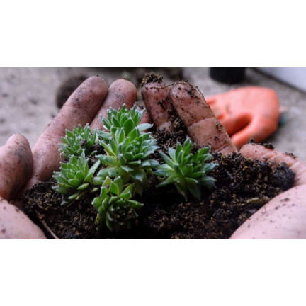 BIO10 PODŁOŻE ZIEMIA DO KAKTUSÓW I SUKULENTÓW ALOESU PRZEPUSZCZALNA 5L