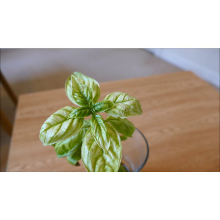 SUM40 HELP PLANT ŻELAZO (FE) 20ML