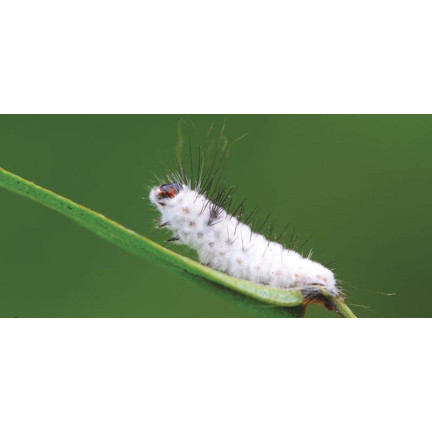 SUM34 KLOZER & CARBOGEN L 2x20ml OWADOBÓJCZY OPUCHLAK PĘDRAKI DRUTOWCE